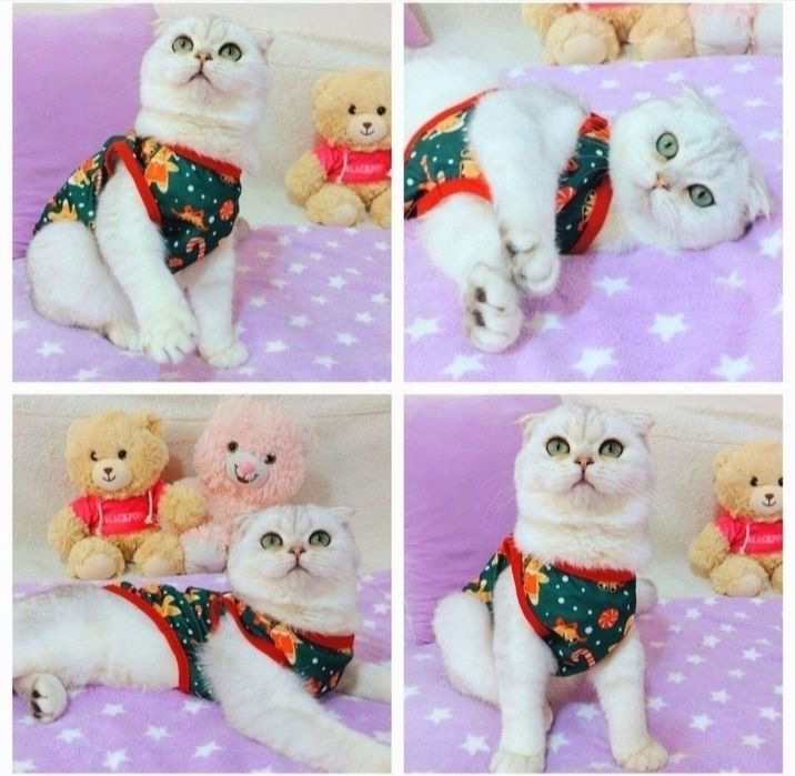 Наймиліший висловушка хлопчик красунчик шиншилка