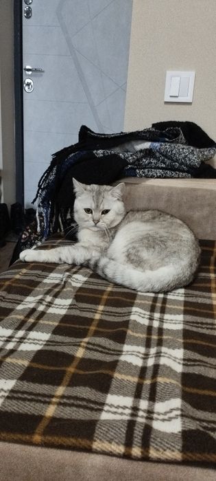 В'язка.Срібна шиншила.