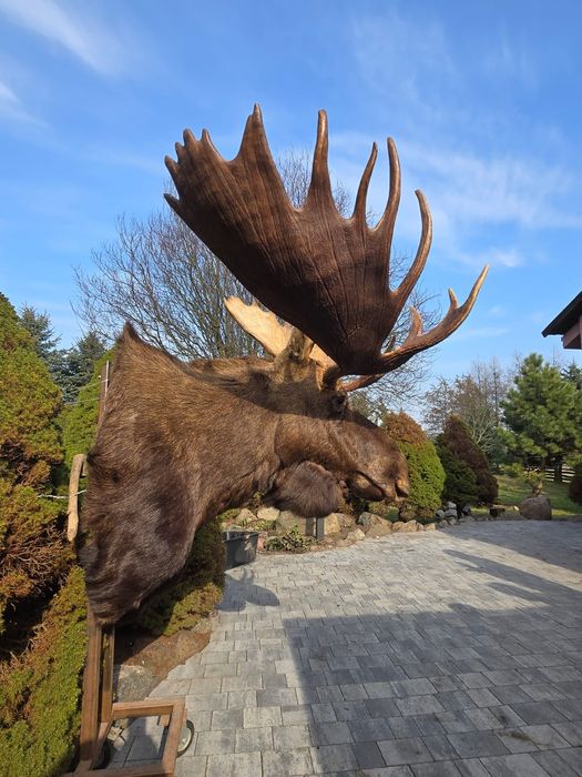 Medalion Łosia kamczackiego