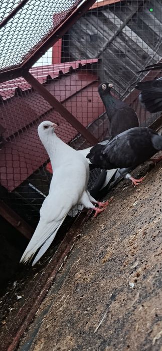 Gołębie zamojskie gładkie