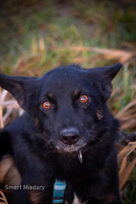 Smerfik- popatrz w te oczy i pokochaj ADOPCJA