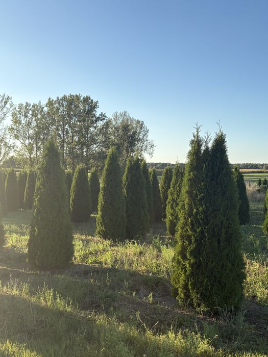 Tuja szmaragd 200-250 cm, Danica