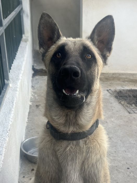 Pastor Belga Malinois
