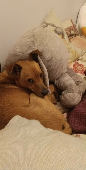 Znaleziona suczka szuka swojego wlasciciela