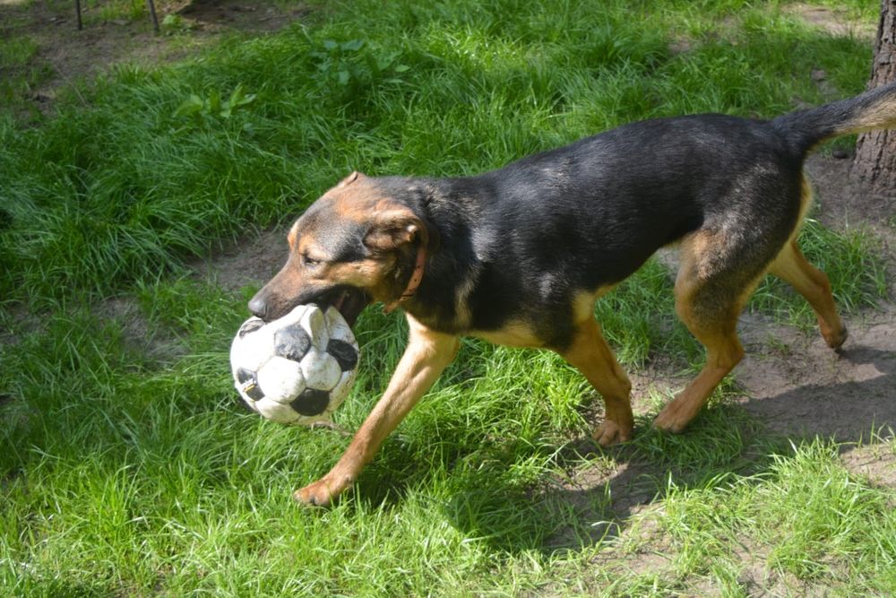 Przytulaśny Snoopy szuka domu