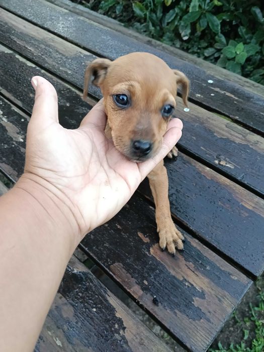 Pinscher fêmea linda