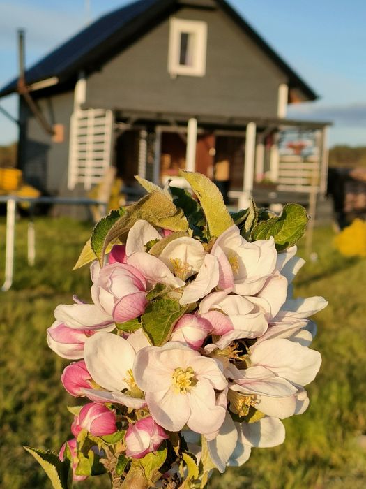 Domek nad morzem Smoldzinski Las
