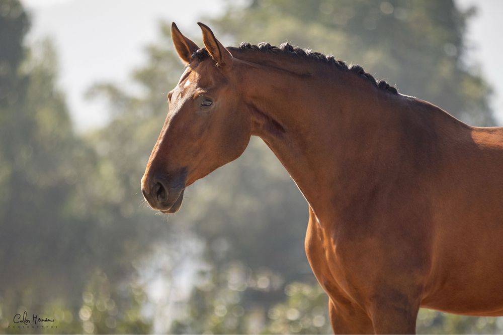 Venda de cavalos, Eguas e Poldros Puro-Sangue Lusitano
