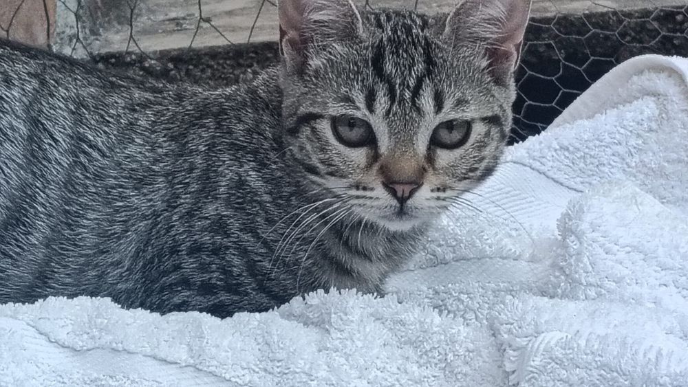 Gatinhos bebés para adoção