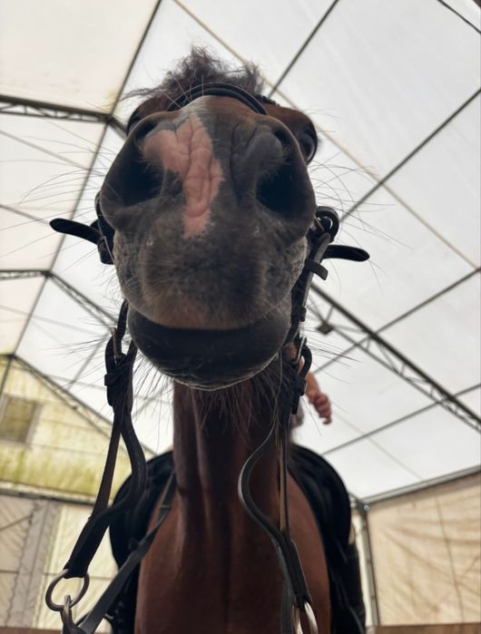 Szukam konia do dzierżawy