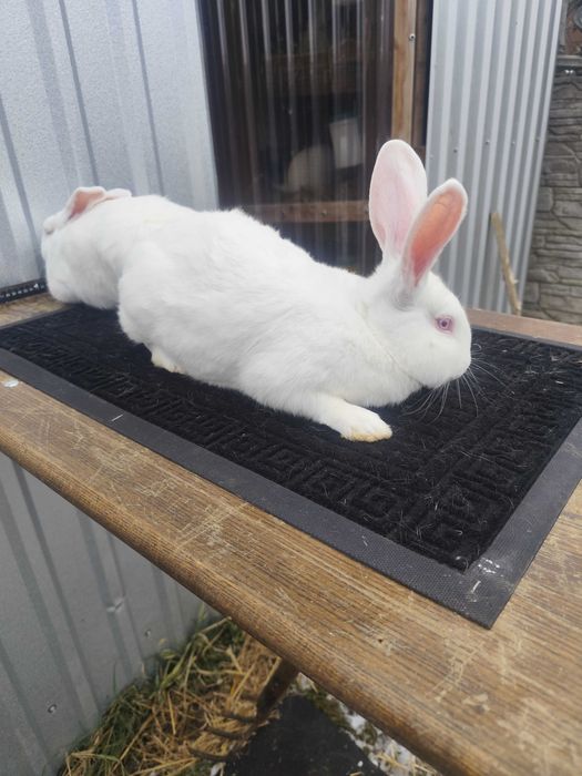 Sprzedam samce i samice TB