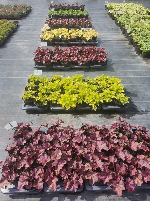 Żurawka ogrodowa, Heuchera mnóstwo kolorów