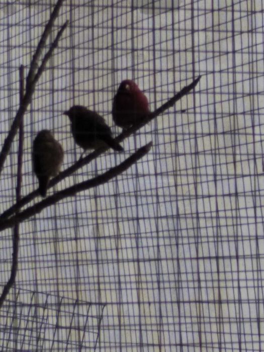 amarant mały samiec