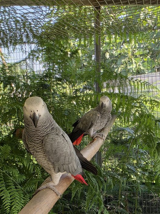 Casais reprodutores de cinzentos congo