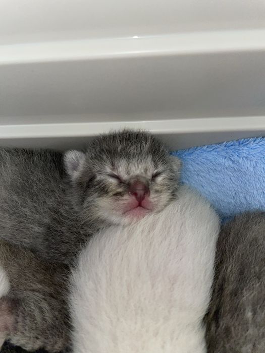 Adoção dos bebes