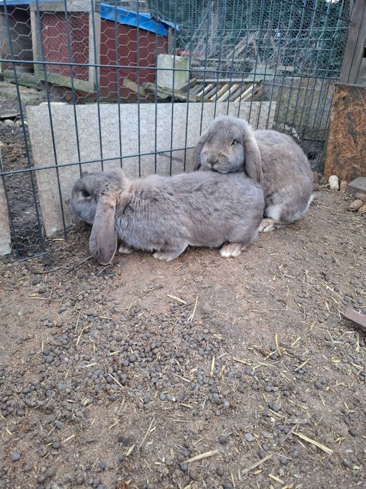 Sprzedam króliki samce