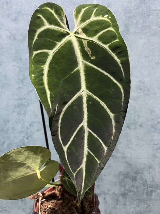 Anthurium Crystallinum X Regale  (Anthurium regale)