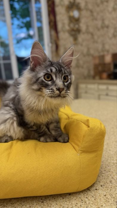 Мейн Кун - Black Silver Classic Tabby