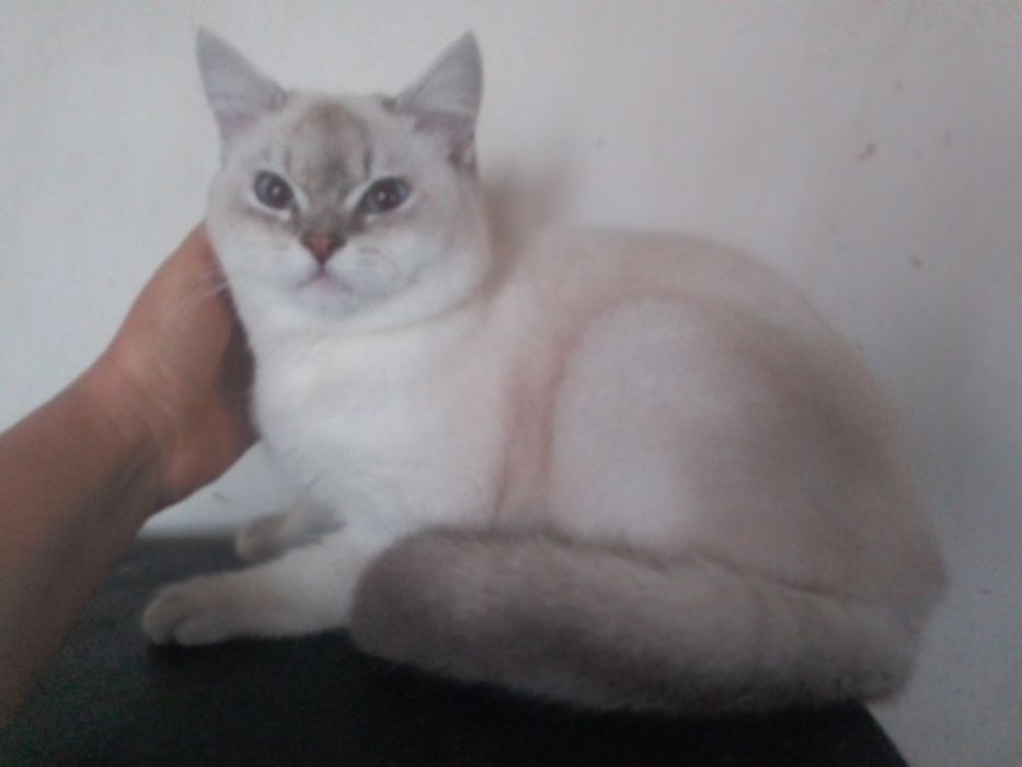 Котик кошеня хлопчик шиншила лінкс колор пойнт