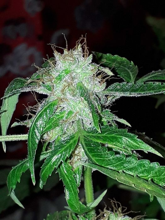 Marihuana Orange Cake 15g Susz Roślinny Konopny CBC THC CBN CBL Cannabis Flos