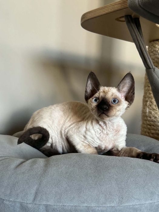 Devon Rex, kocurek , rodowód FPL