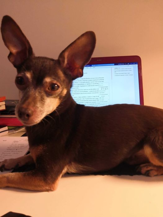 Explicações Português 10º/11º/12º + EXAME