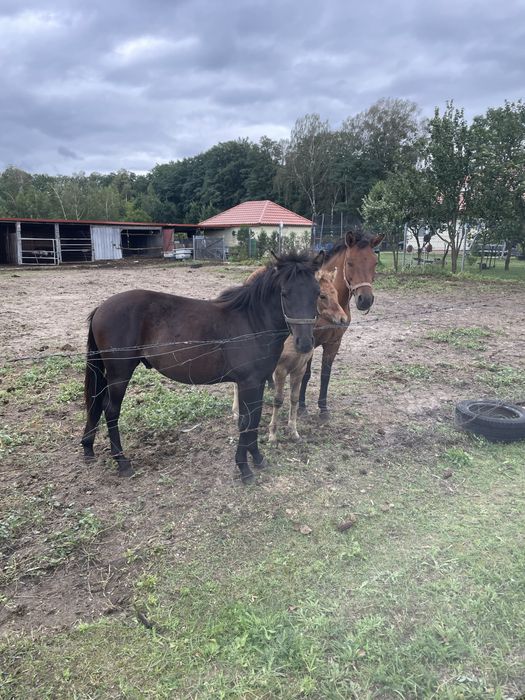 Hucuł ogierek 15miesięcy
