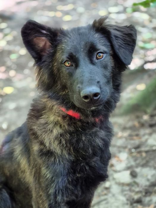 Zadra - młoda sunia  szuka domu / do adopcji