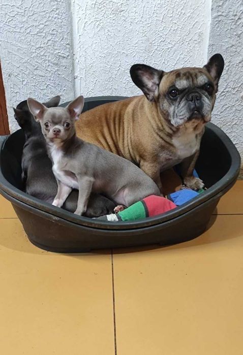 Лілова дівчинка. документи - ксу.