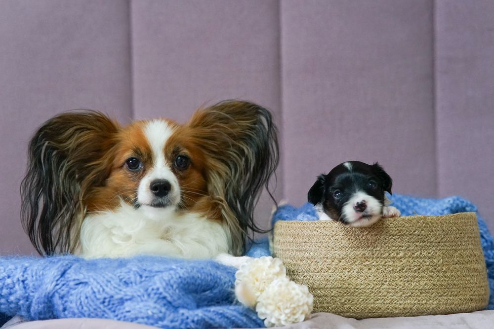 Papillon po championach