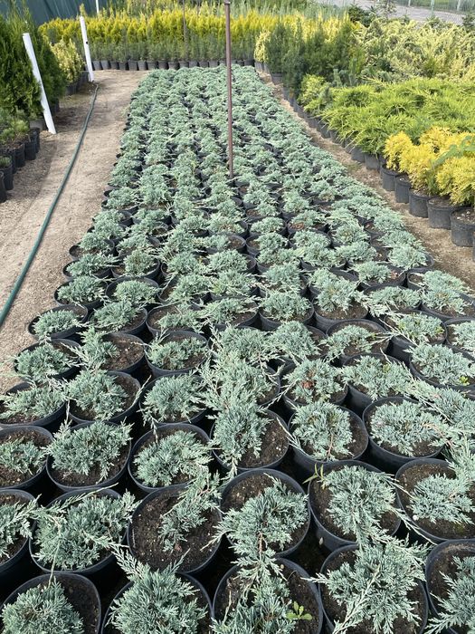 Sprzedam jałowiec płożący 9 zl