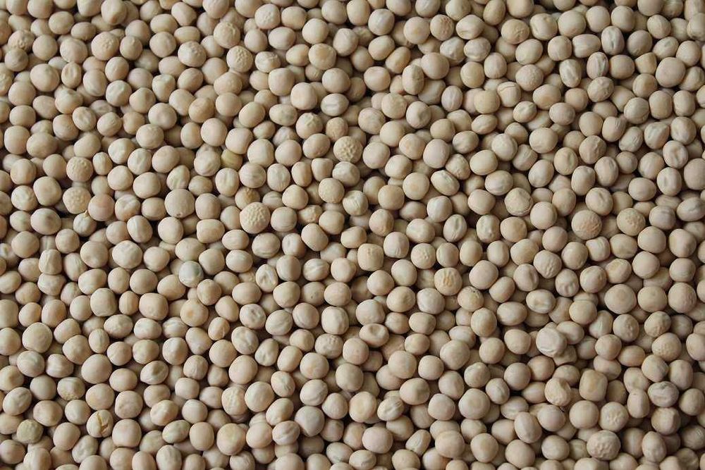 Продам озимий горох і ярий