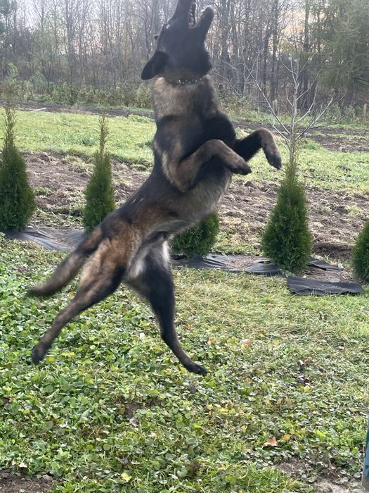 Бельгійська вівчарка малінуа