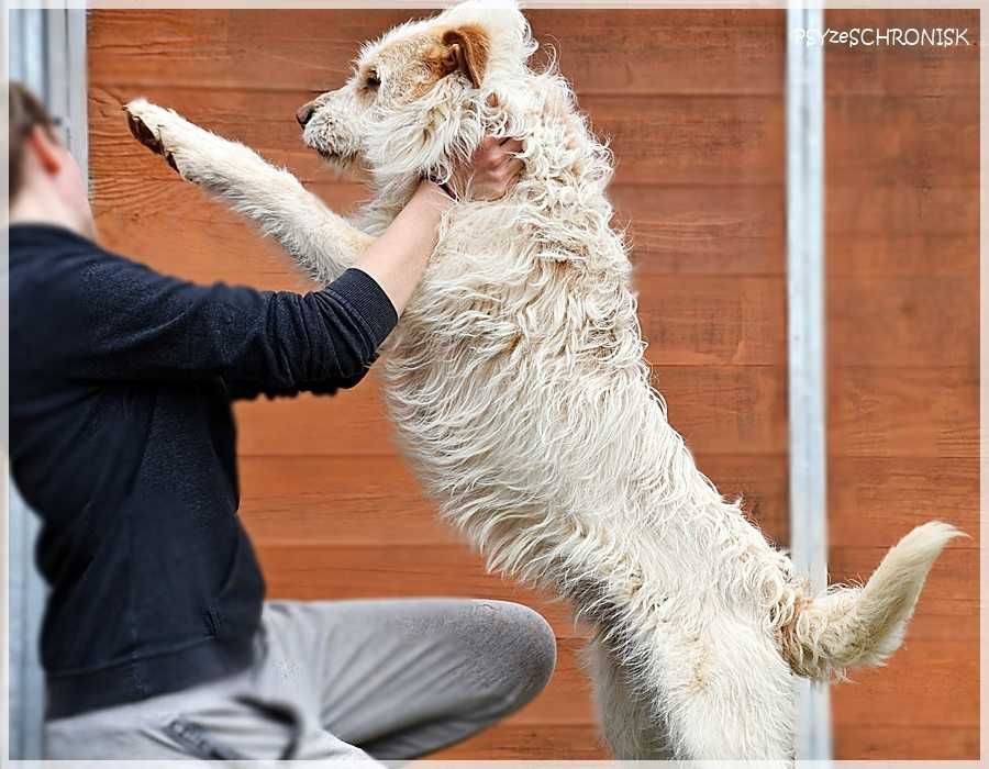 Baca - kudłaty wesołek chce dać Ci swoje serce