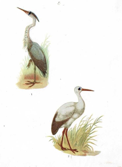 Compêndio de Zoologia - 1955