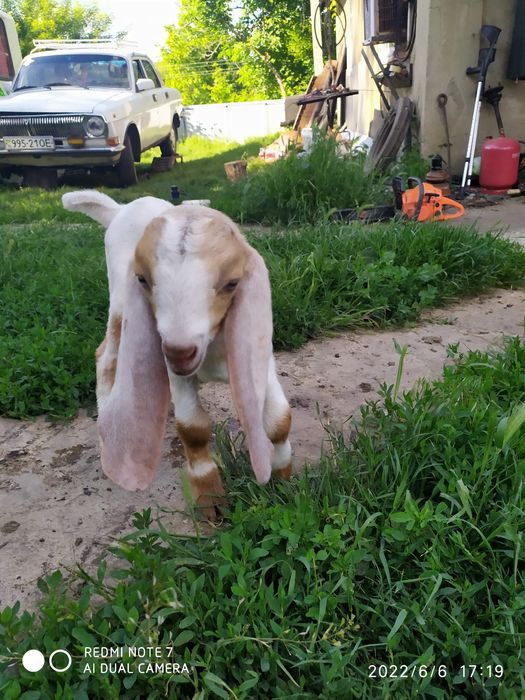 Каморі козенята віком 5-6 місяці