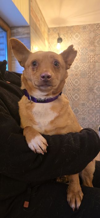 Do adopcji 12kg samiec