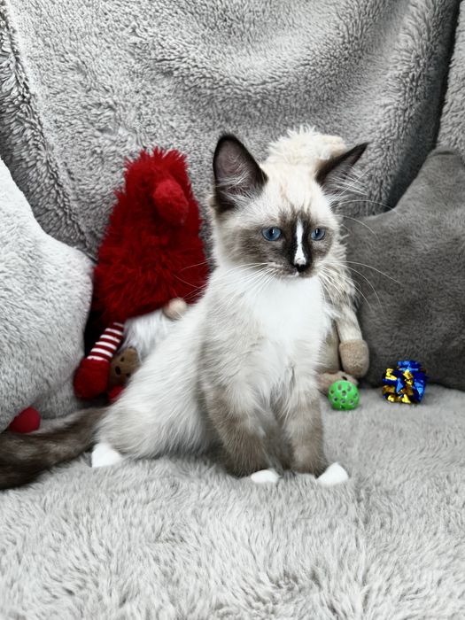 Kot Ragdoll Wyprawka Rodowód Badania Genetyczne