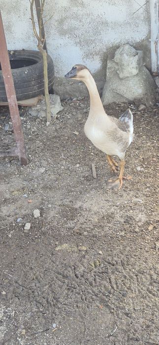 Ganso peru e pavão