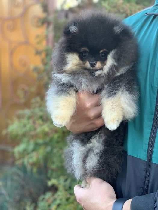 Неймовірний малюк