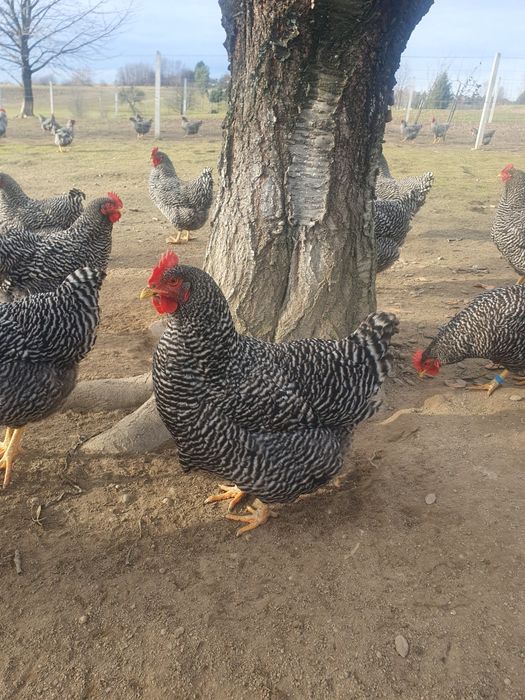 Kogury Amrock jaja lęgowe