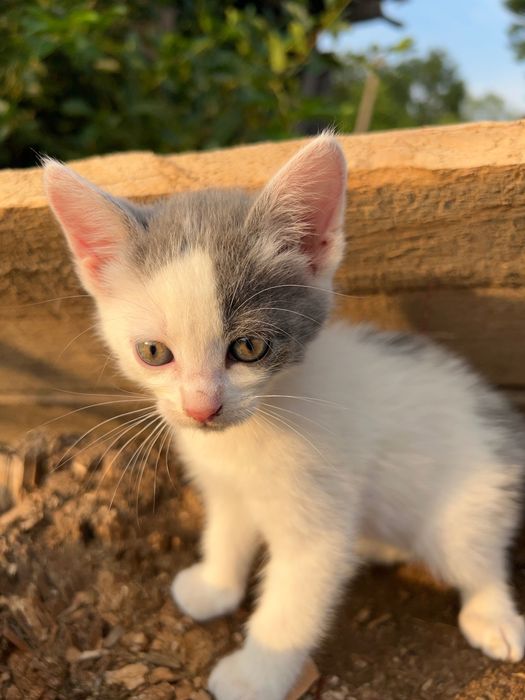 Кошенята шукають дім