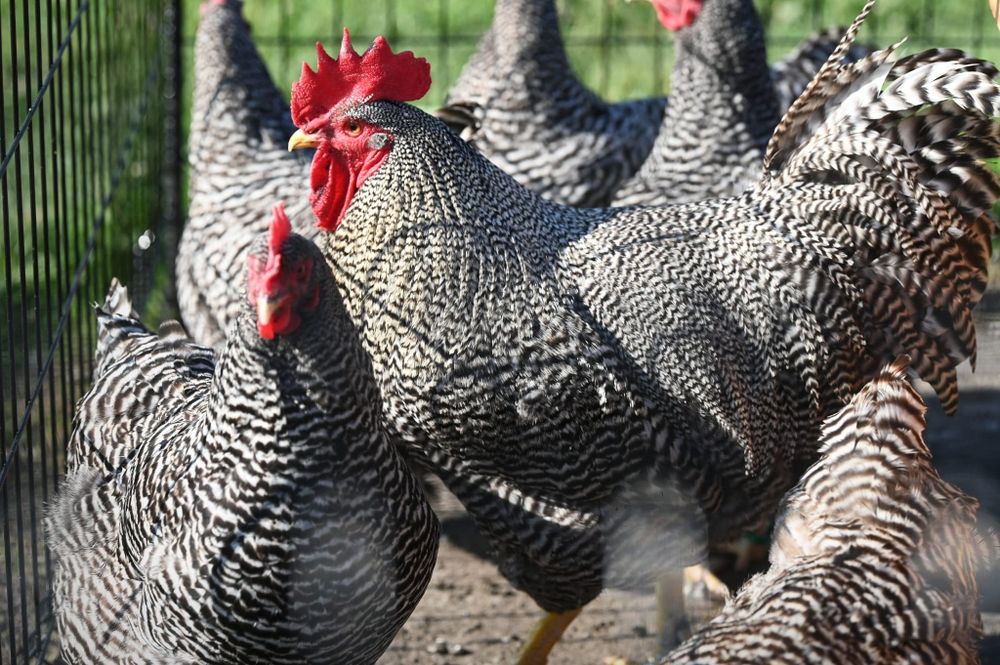 Kury,kurczeta amrock minor australop marans lakenfelder vorverk