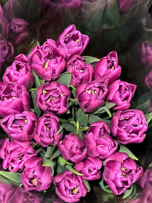 Тюльпани до 8 березня ОПТ