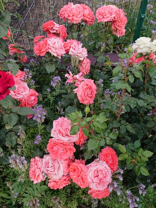 Продам троянди дорослі кущі