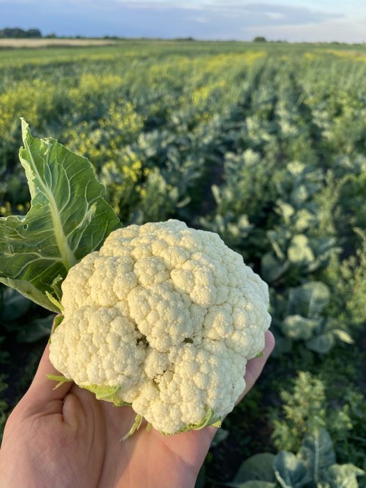 Цвітна капуста оптом, невеликим оптом