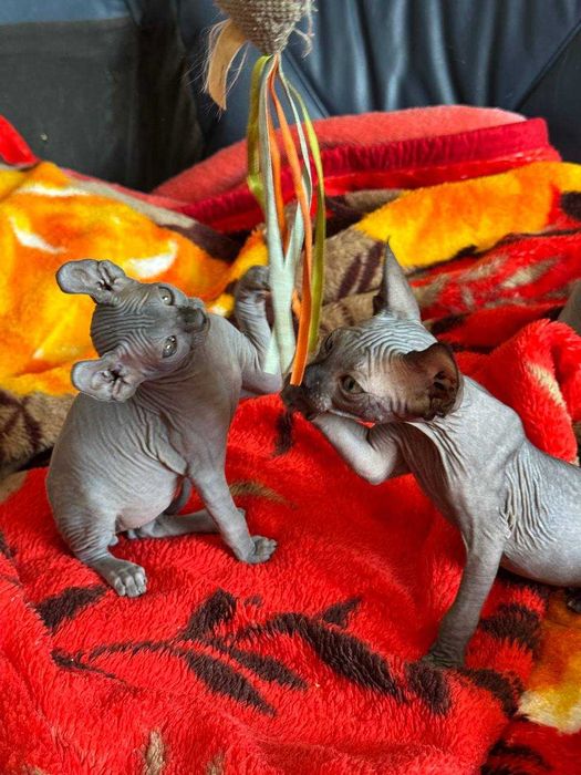 Неймовірні СФІНКСИ Ельфи