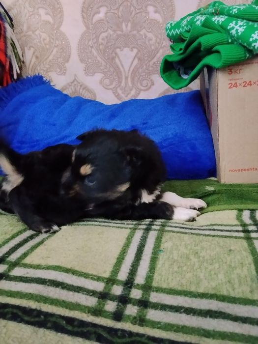 Віддам в добрі руки  дівчинку