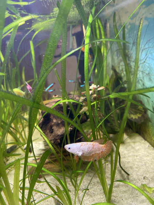 Sprzedam samca i dwie samice bojownika