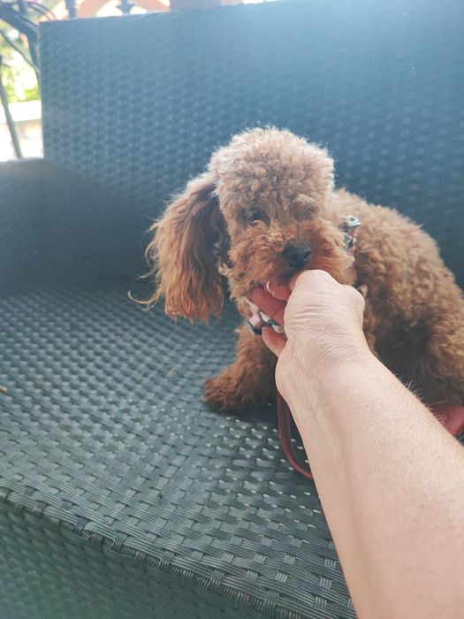 Pudel toy reproduktor